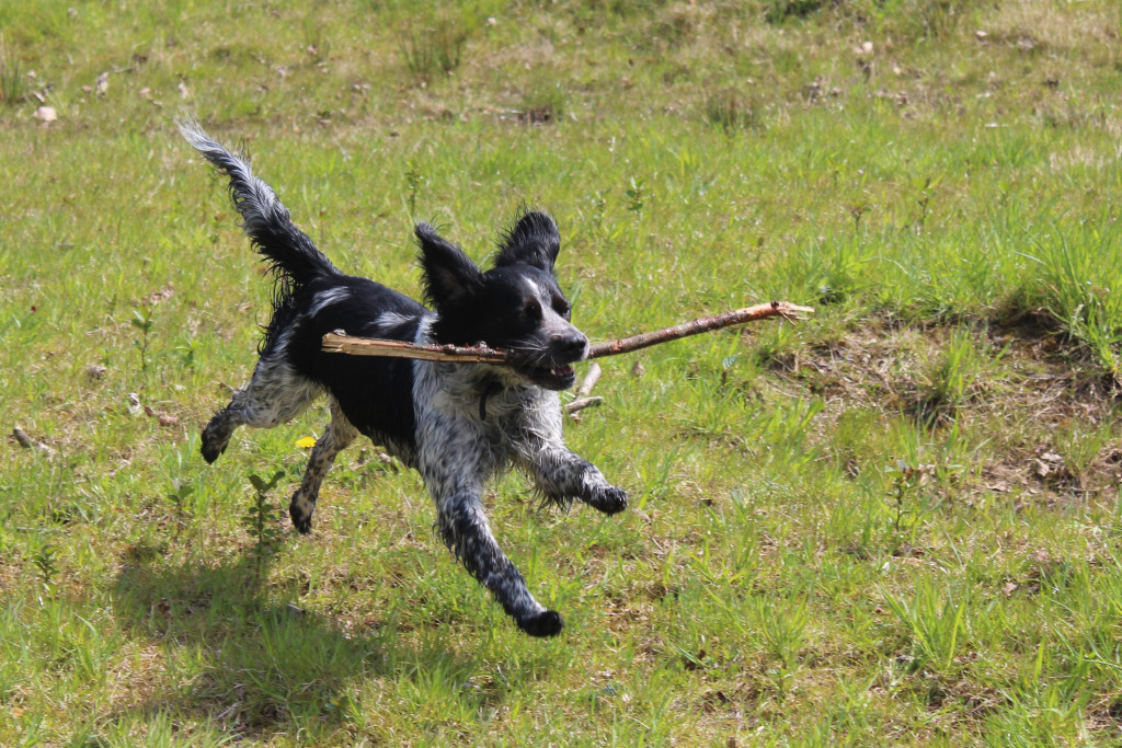 A Spaniel fetches a stick by Kleuske
