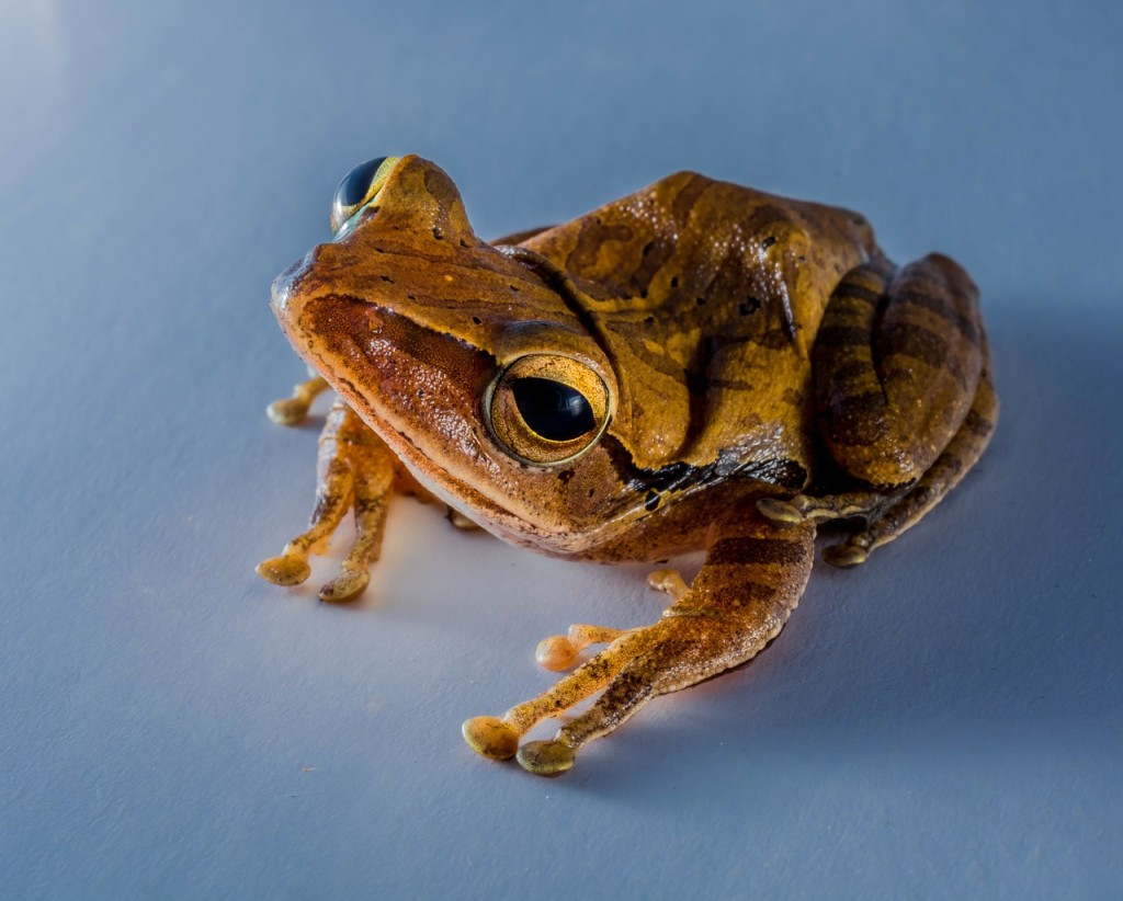 Frogs use jumps to escape danger